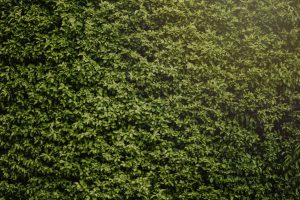 Jak odgrodzić się od sąsiada roślinami